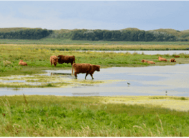 Landschap Noord Holland